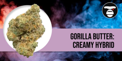 Close-up of a chunky Gorilla Butter cannabis bud with dark green leaves and orange pistils.